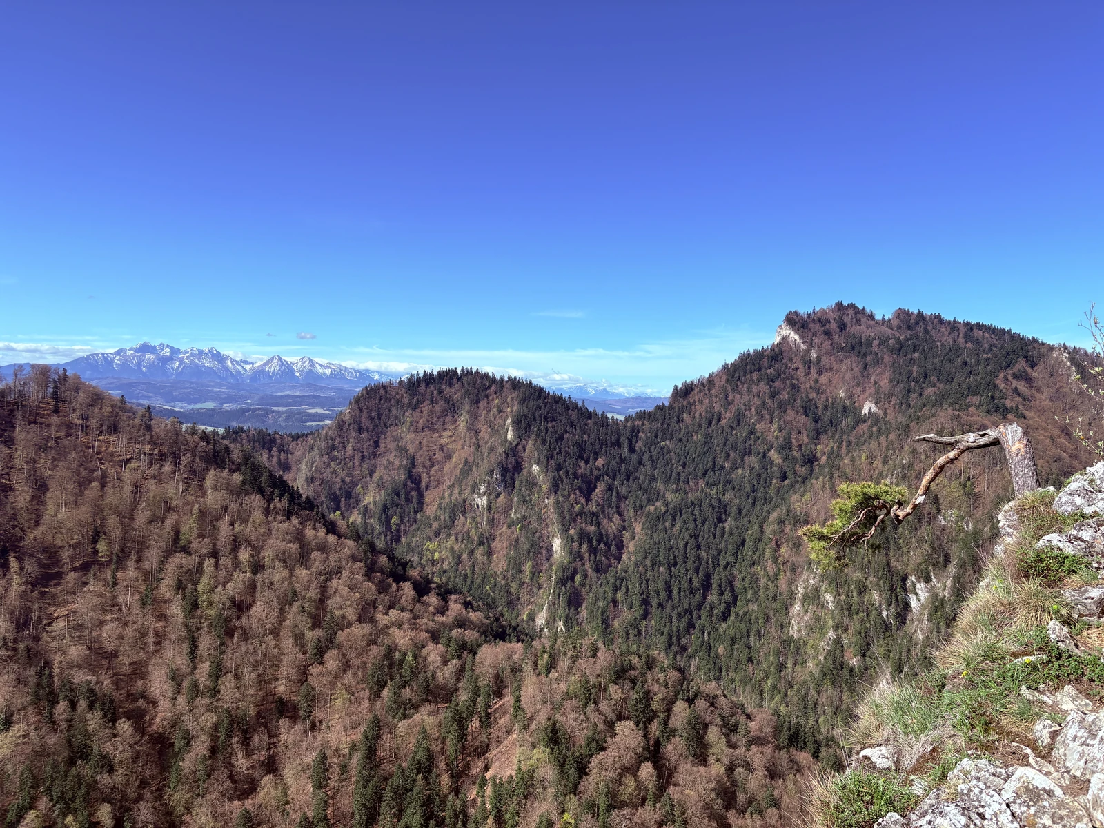 Tatras from Sokolica (Pieniny)